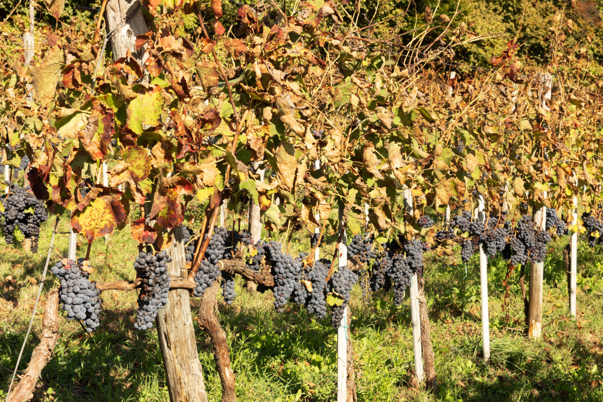 Irpinia del vino, accanto alle Docg storiche arrivano gli Hyperpinian?