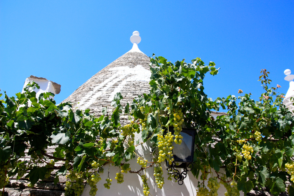 Dove nasce l'uva da tavola italiana? Puglia prima con il 60% della produzione