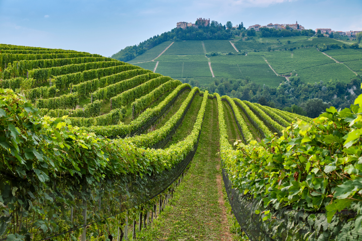 Tra Barolo, Barbaresco e Barbera: le gemme enologiche del Piemonte