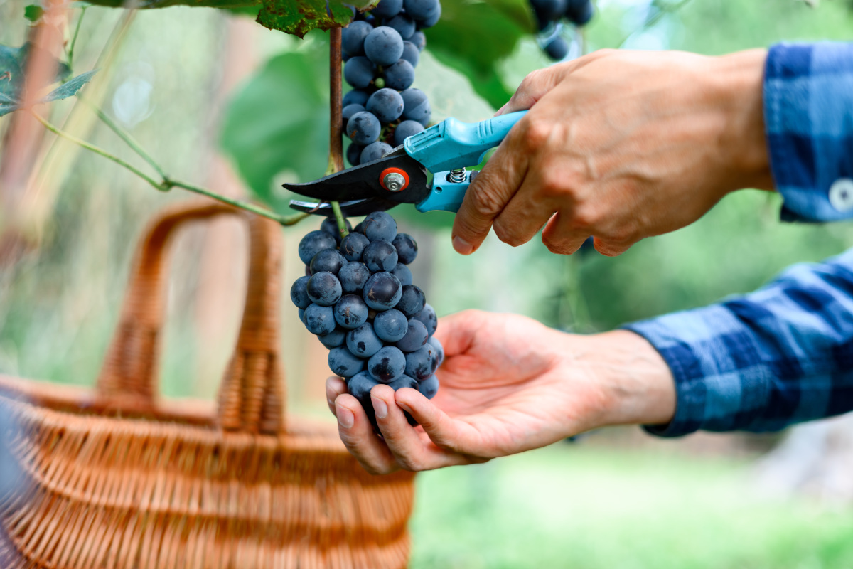 Italia del vino tra euforia e allarme: cosa ci insegna la vendemmia 2025