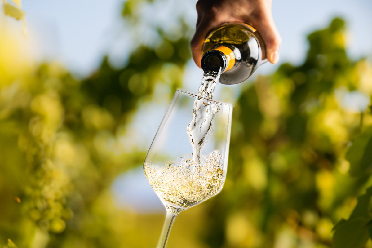 Italia del vino tra euforia e allarme: cosa ci insegna la vendemmia 2025