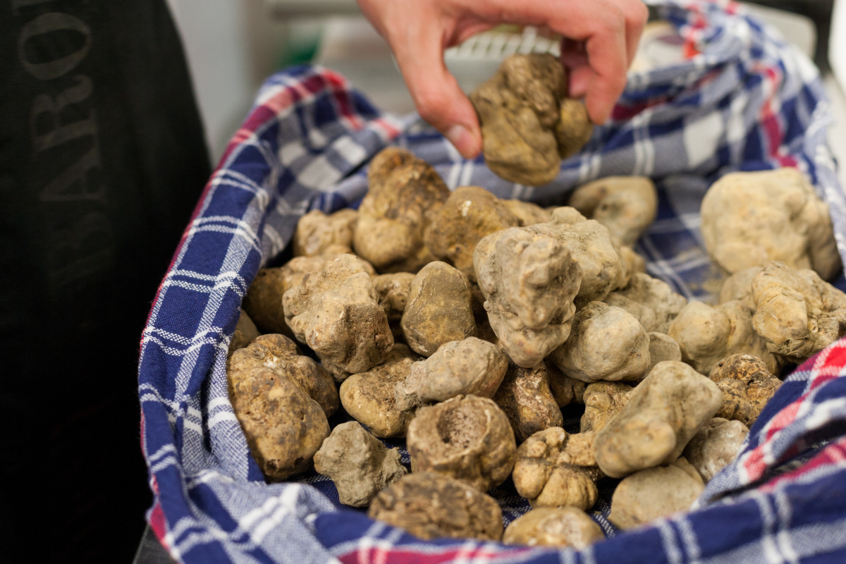 Tartufo bianco d'Alba: celebrato il Capodanno della raccolta posticipata