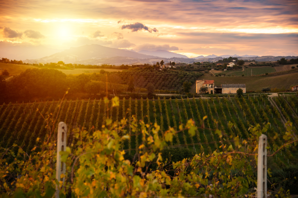 Crisi del vino: serve un passo indietro per andare avanti?