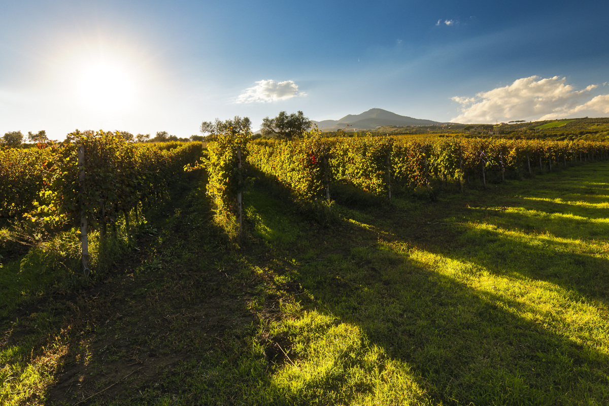 Tre Bicchieri: alla scoperta dei vini premiati dal Gambero Rosso