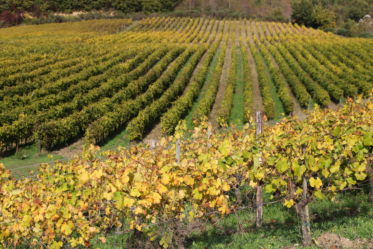 Tre Bicchieri: alla scoperta dei vini premiati dal Gambero Rosso