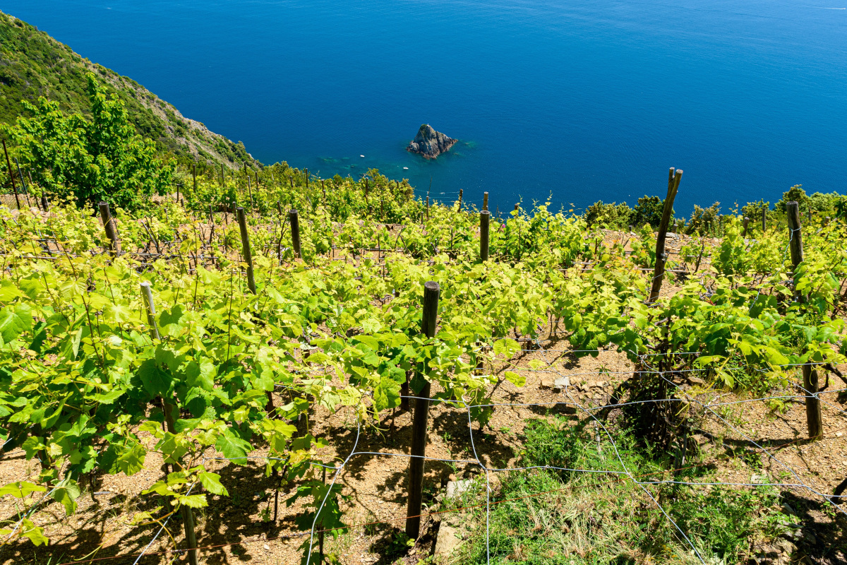 Tre Bicchieri: alla scoperta dei vini premiati dal Gambero Rosso