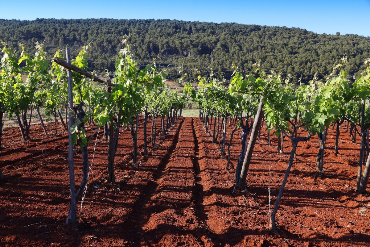 Tre Bicchieri: alla scoperta dei vini premiati dal Gambero Rosso