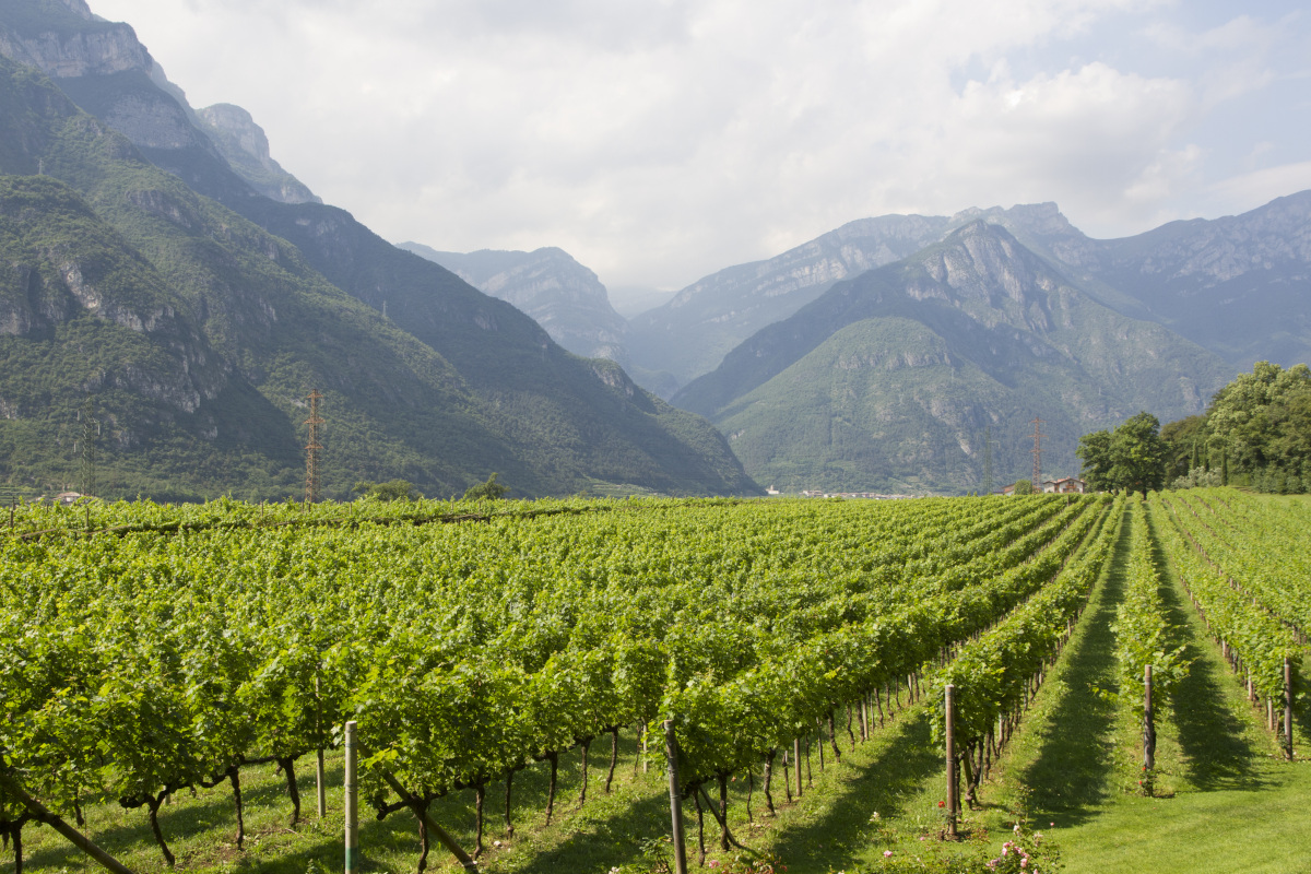 Tre Bicchieri: alla scoperta dei vini premiati dal Gambero Rosso