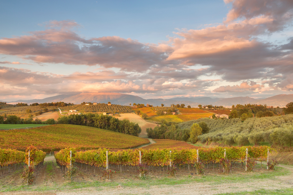 Tre Bicchieri: alla scoperta dei vini premiati dal Gambero Rosso