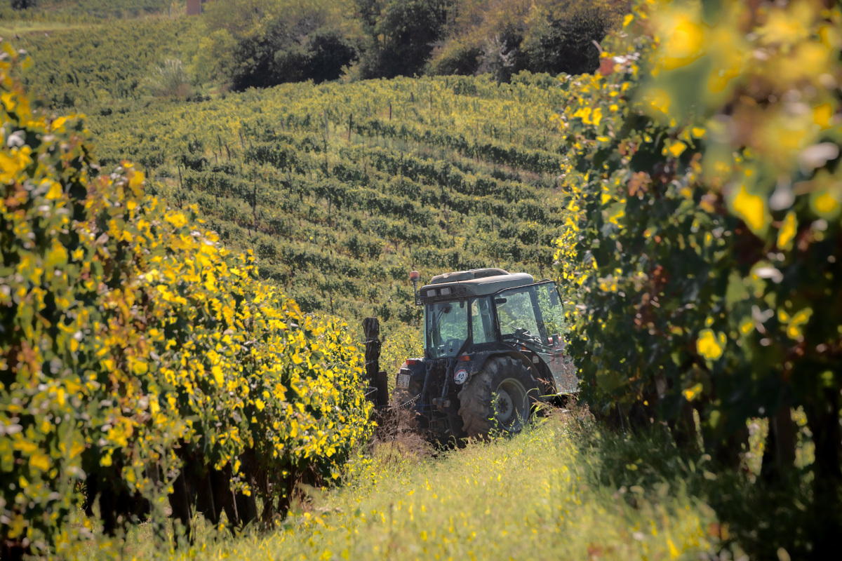 Vendemmia 2024: l'Italia riconquista il primato produttivo mondiale