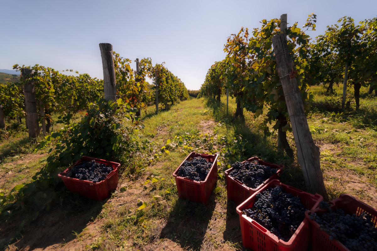 Vendemmia 2024: l'Italia riconquista il primato produttivo mondiale