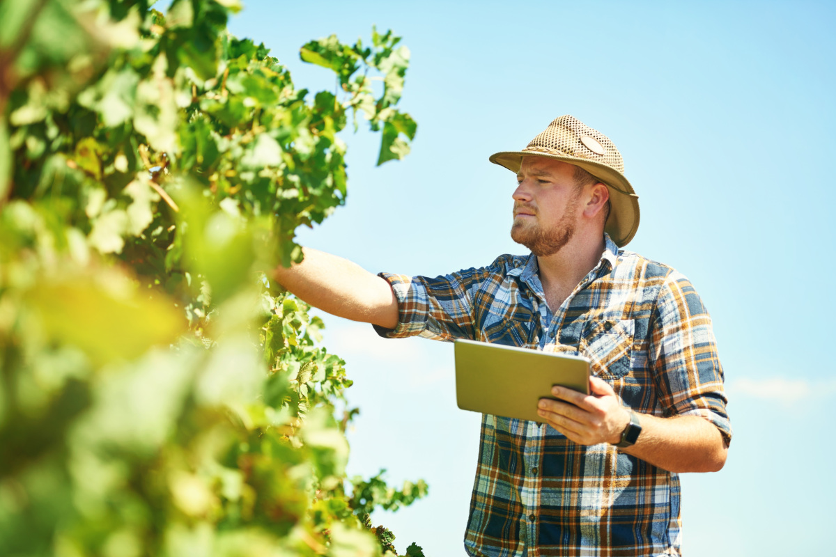 Vino e cambiamento climatico: un aiuto da carbon farming e viticoltura rigenerativa