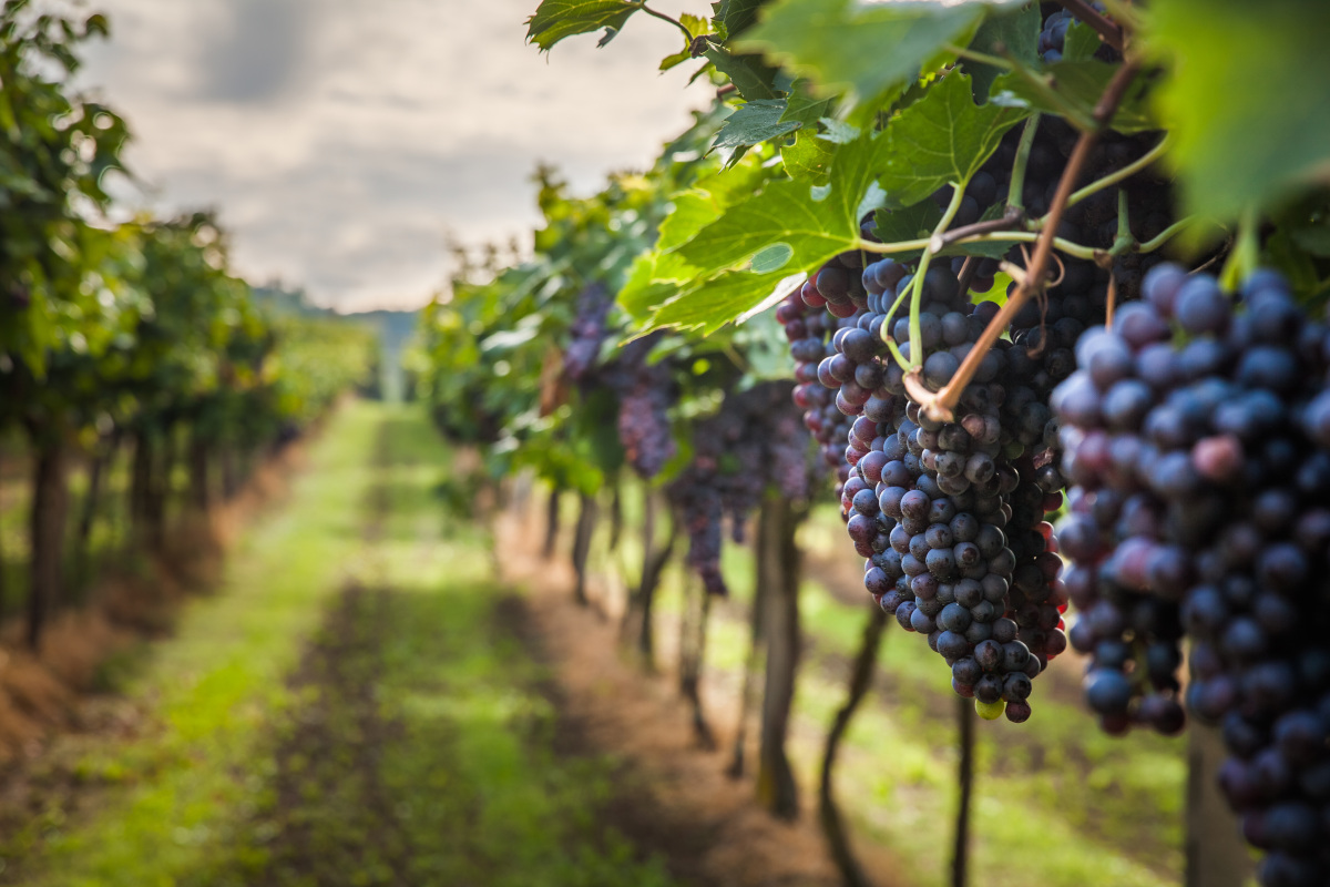 Sostenibilità e qualità: le nuove sfide del vino italiano