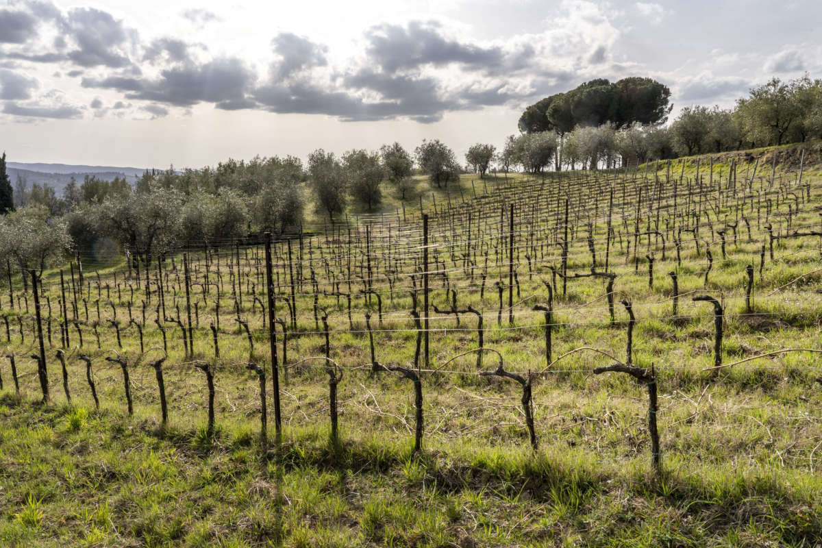 I Fabbri: interpretazione sincera del Chianti Classico di Lamole