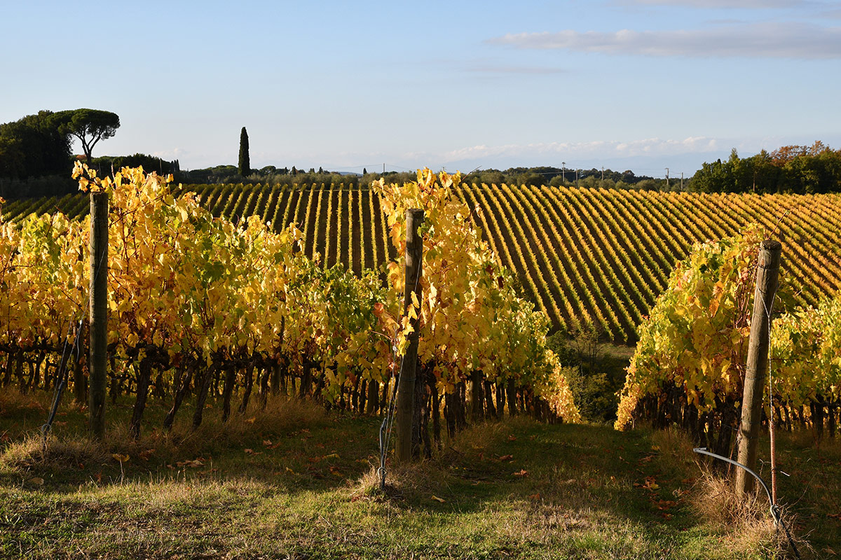 Con le Uga, il Chianti Classico Gran Selezione si fa in undici