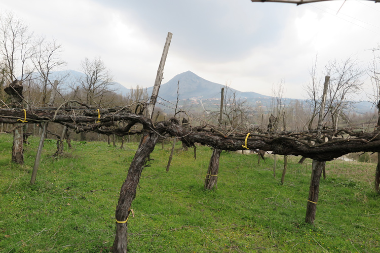 Il Sannio simbolo di Benevento Percorsi per scoprire il territorio