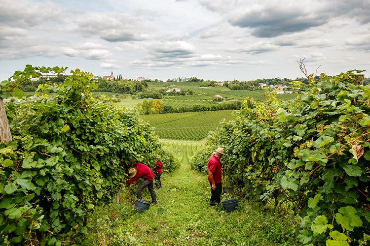 Vendemmia a Refrontolo - Santa Margherita, 60 anni dal debutto del Pinot Grigio