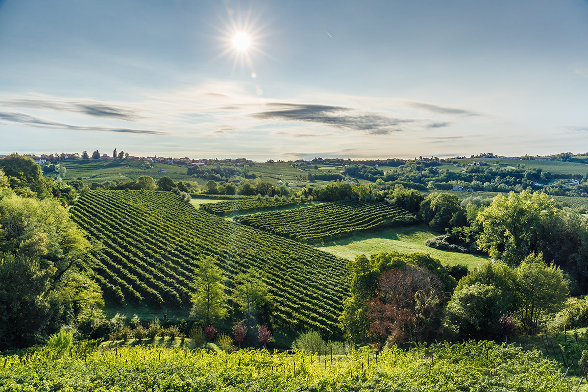 Vigneti a Refrontolo (Tv) Il Prosecco Superiore Docg Santa Margherita compie 70 anni