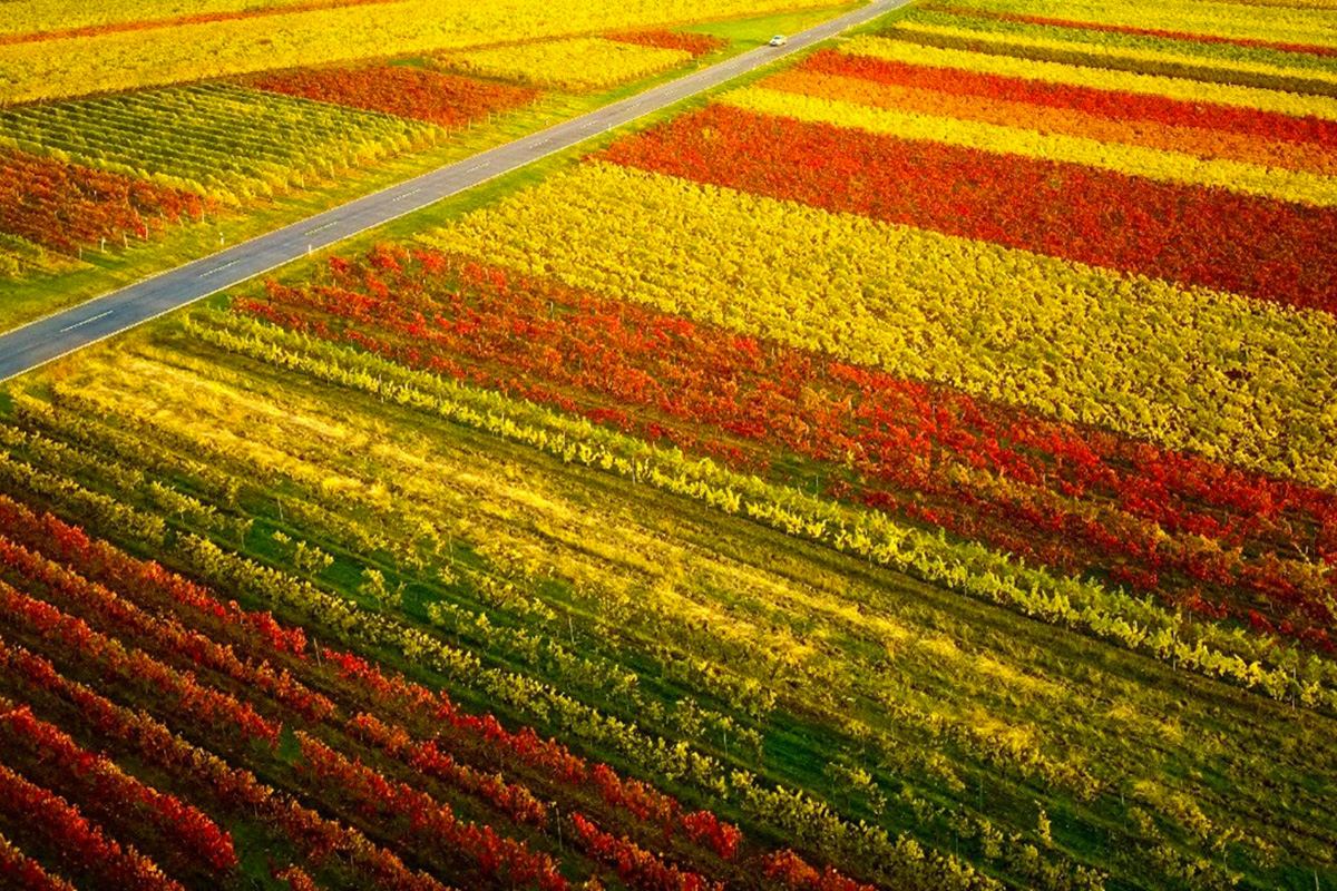 Dr. Sch&auml;r sta coltivando 100 colture diverse in un campo nelle Alpi altoatesine Dr. Sch&auml;r festeggia i 100 anni all&rsquo;insegna della sostenibilit&agrave;