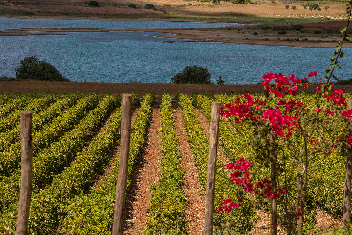 Credito foto: Consorzio Vini Doc Sicilia Sicilia, autentica culla della biodiversità vitivinicola