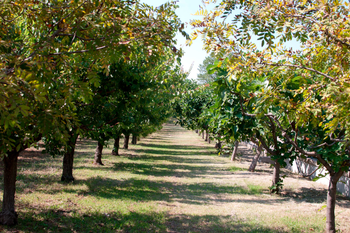 Ad aggiudicarsi il riconoscimento 2022 è stata l’azienda agricola Si.Gi di Macerata £$I Maestri raccontano...$£ All'azienda agricola Si.Gi va il Premio Follia Creativa