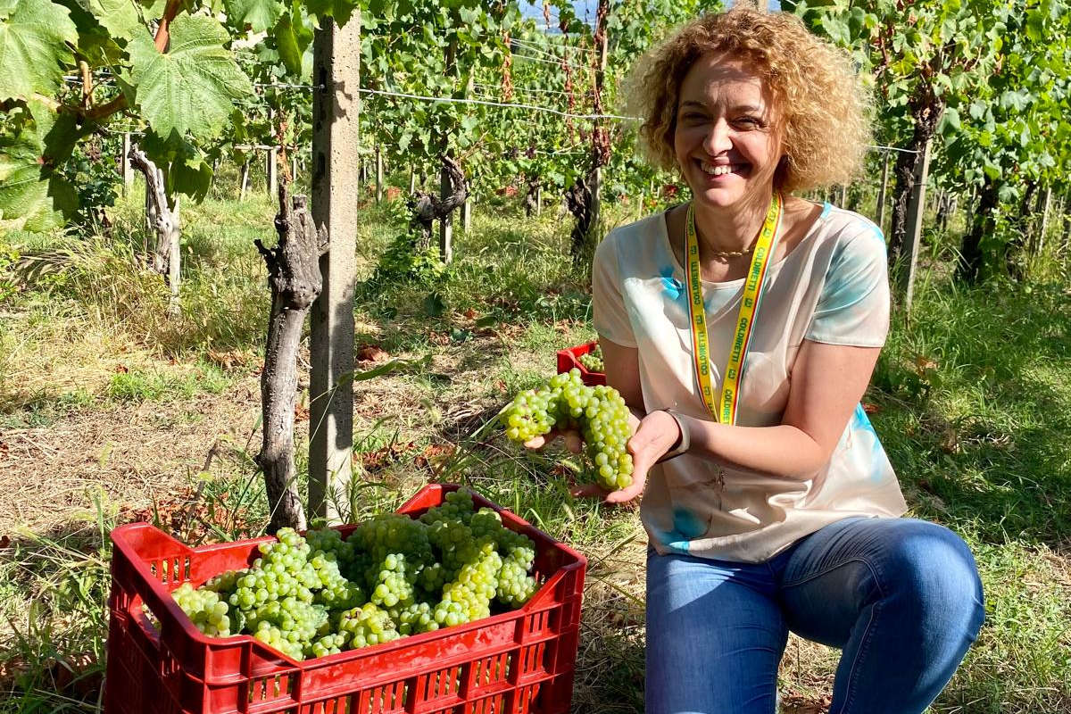 Vendemmia a rischio: Consorzio e Terre d'Oltrepò insieme per salvare la produzione