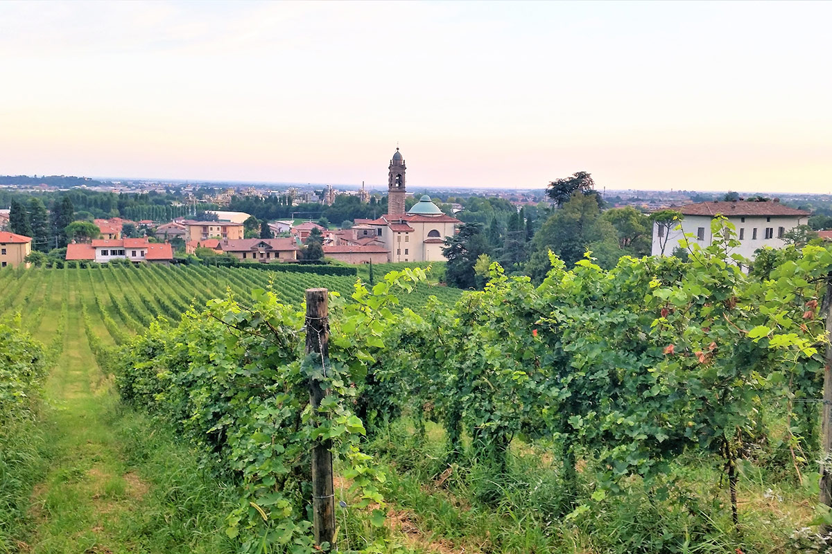 I vigneti del Valcalepio  Bergamo e Brescia terre di vino: viaggio tra Doc e Docg