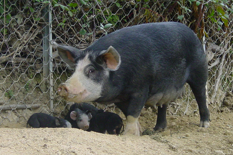 Un esemplare di scrofa nera piemontese (Suino nero piemontese Il Ministero riconosce la razza)