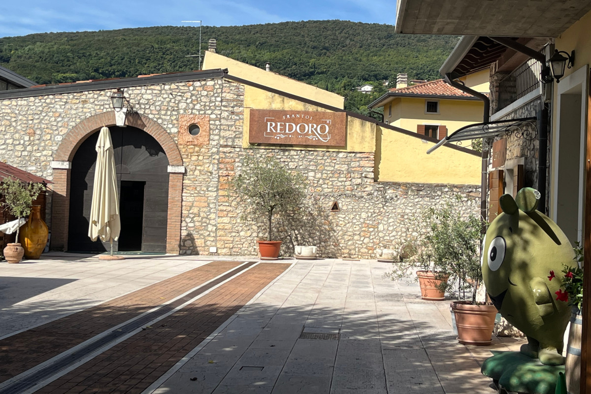 Meno olive, più qualità: come le stagioni complicate esaltano l’olio evo