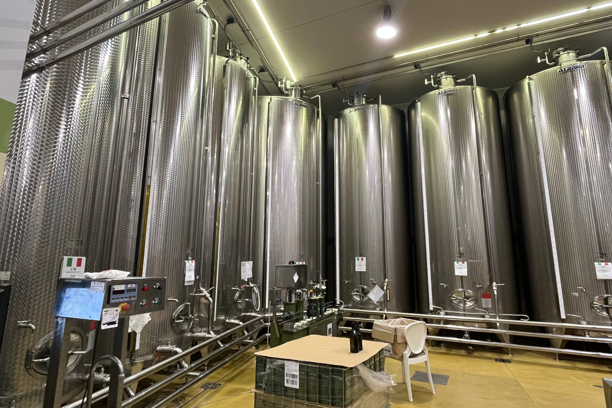 Meno olive, più qualità: come le stagioni complicate esaltano l’olio evo