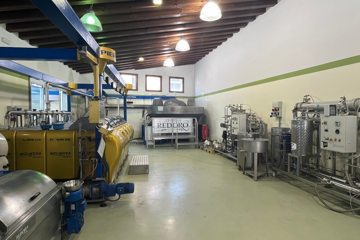 Meno olive, più qualità: come le stagioni complicate esaltano l’olio evo