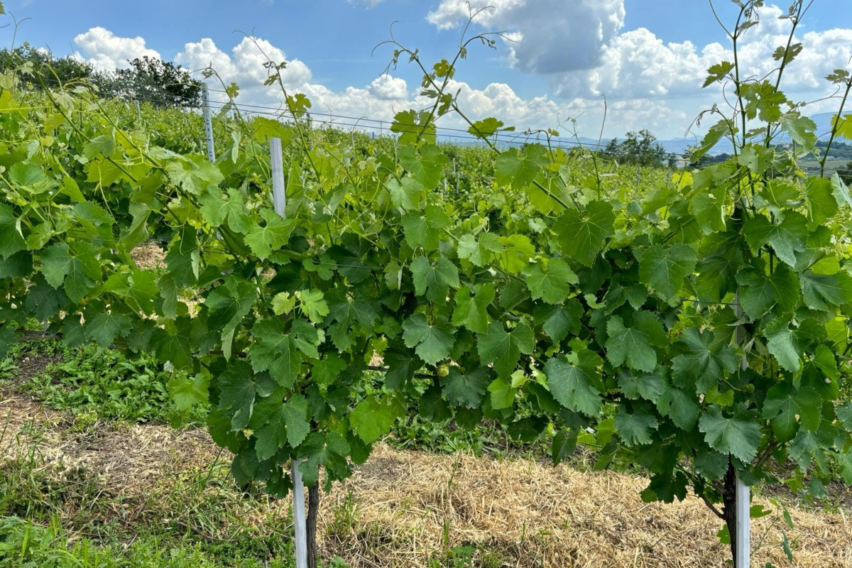 Cantina Bambinuto: vini autentici e progetti sostenibili nel cuore dell'Irpinia