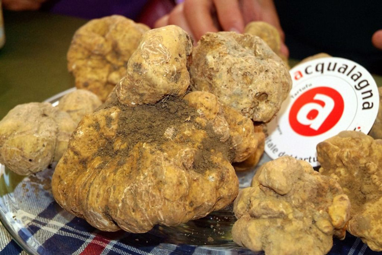 Presentata la nuova edizione del Tartufo bianco di Acqualagna 