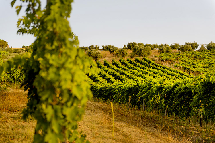 (Tenuta I Fauri Vini che raccontano l'Abruzzo)