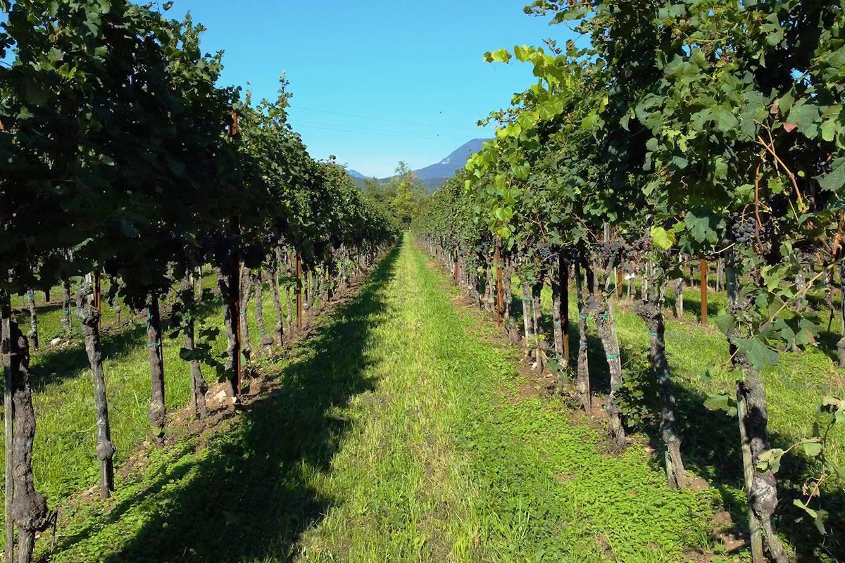 I vigneti di Terre di Plovia  L'impero di Albino Armani: quando il sogno diventa realtà