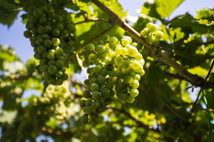 I vitigni da cui nascono le bollicine Ferrari (Trentodoc: dominio assoluto ai Mondiali del perlage)