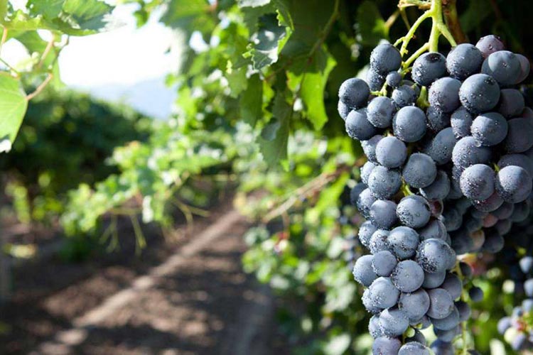 (Un solo Tre Bicchieri al Nero d'Avola? Difficile comprendere il giudizio del Gambero)