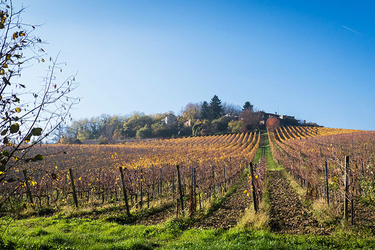 Un vigneto in Oltrepò Pavese - La qualità del vino d'Oltrepò? La misurano i sensori satellitari