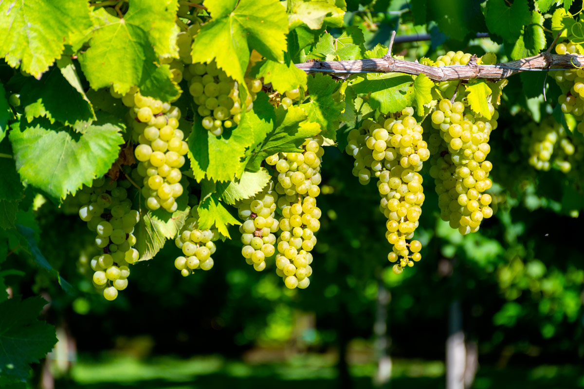 Nel Basso Lazio e nella provincia di Latina trovano spazio soprattutto i vitigni internazionali come Syrah, Merlot, Cabernet Franc, Petit Verdot e Chardonnay Lazio quando la diversità è la forza del vino