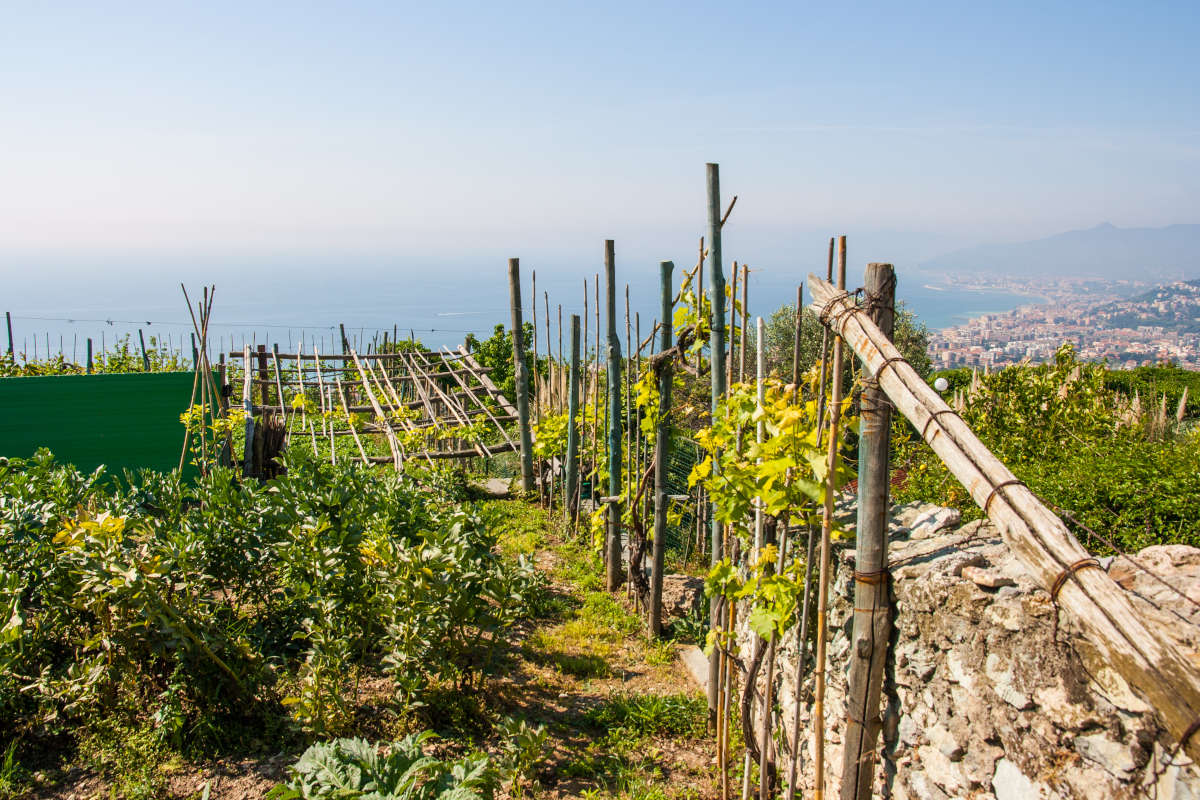 Le espressioni della Liguria attraverso un calice di buon vino 