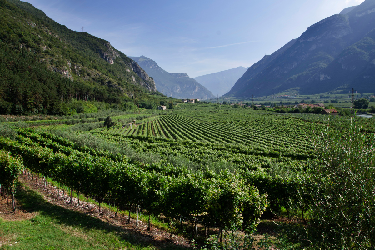 Letrari: Trentodoc d'eccellenza nel cuore della Vallagarina