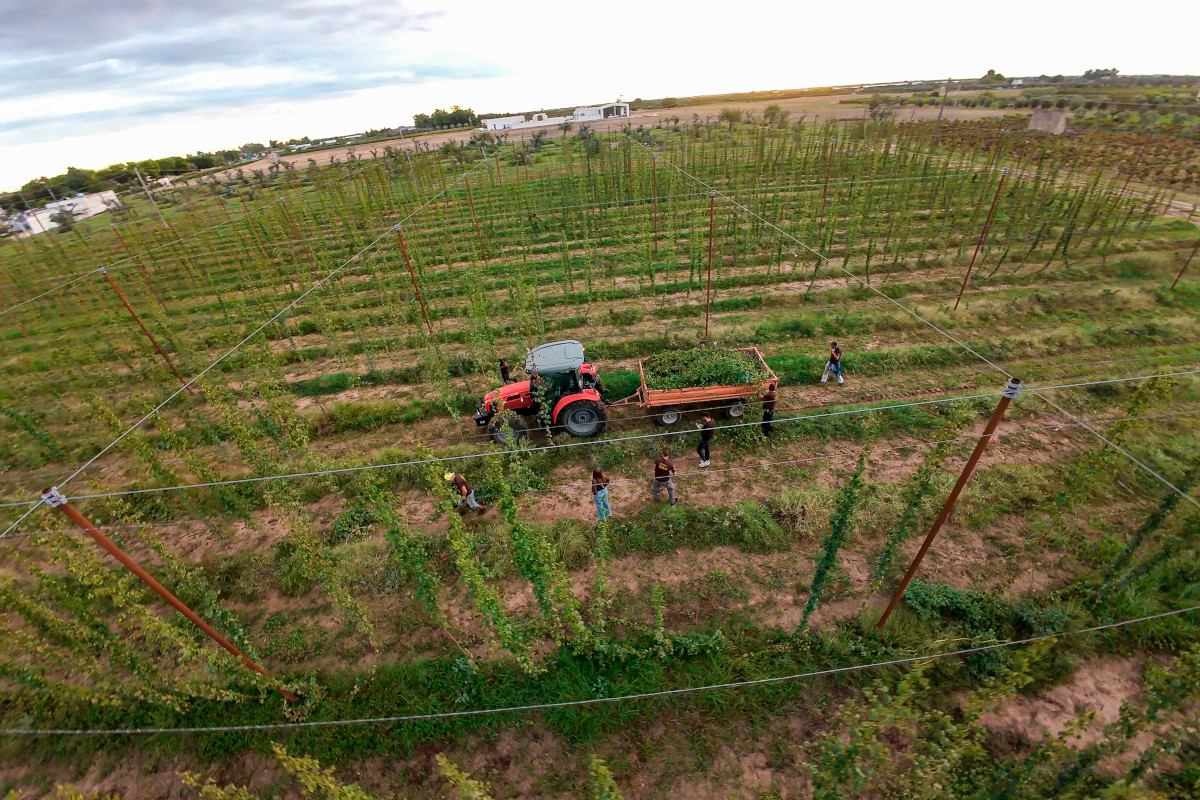 Come nasce una birra agricola in Puglia: la filiera che porta il Salento nel bicchiere