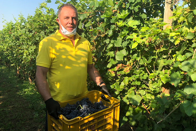 L’avvio della vendemmia in Italia presso l’azienda agricola Faccoli a Coccaglio (Bs) - Vendemmia al via in Italia -5% di produzione rispetto al 2019