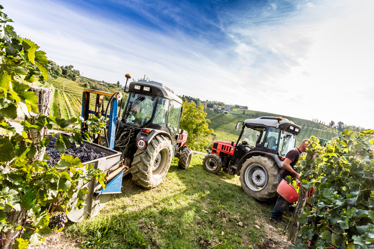 Vendemmia sul Collio (Vendemmia sul CollioVerso un’annata eccellente)