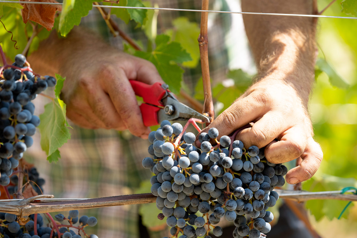 Vendemmia nell'Oltrepò: le stime parlano di un +20% di produzione