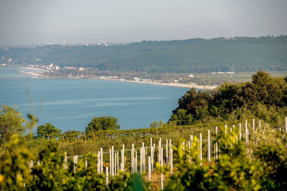 Abruzzo, una terra di vini in crescita tra tradizione e innovazione