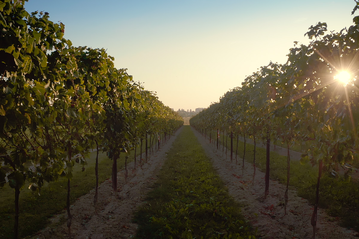 Vigneti di Tenuta Tomasella Viaggio nel territorio con Amorim Cork Italia