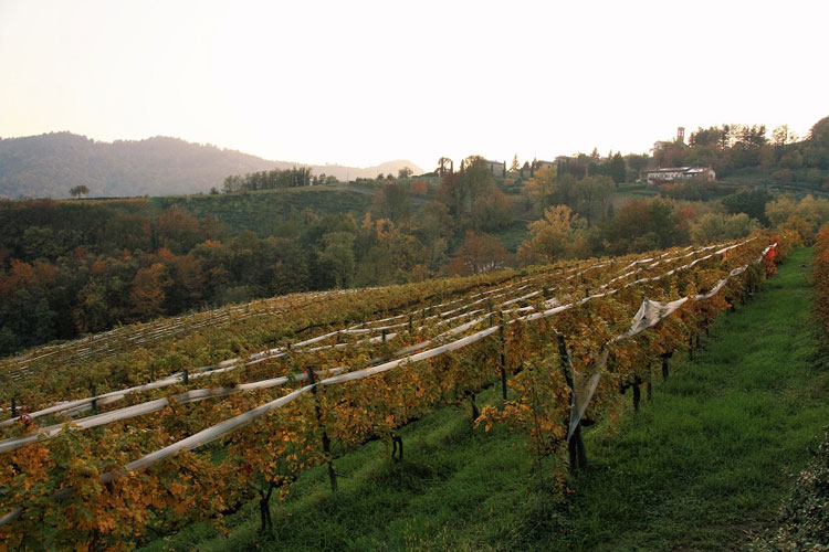 Vigneti a coltivazione biologica nel Bergamasco - Valcalepio, il bio si rafforza e ora occupa il 20% dei vigneti