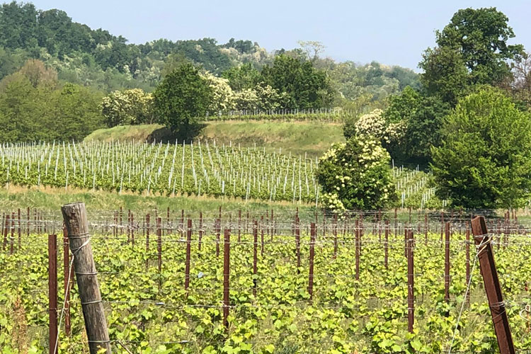 I vigneti del Mosn&egrave;l in Franciacorta - Mosn&egrave;l, pic-nic nei vigneti e visite nelle cantine del '500