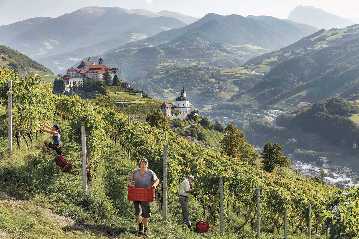 Nonostante il meteo sfavorevole, la vendemmia 2021 in Alto Adige produrrà una buona qualità Fine vendemmia per il Consorzio vini Alto Adige: Nonostante il meteo, ottima qualità